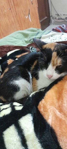 Calico For Sale In Chandigarh