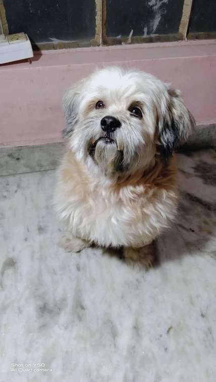Shih Tzu Dogs For Mating In Jaipur