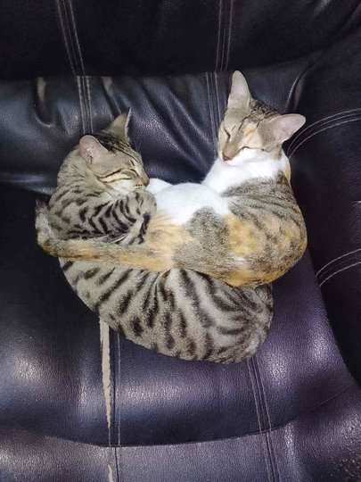 Indian Breed For Adoption In Ahmedabad
