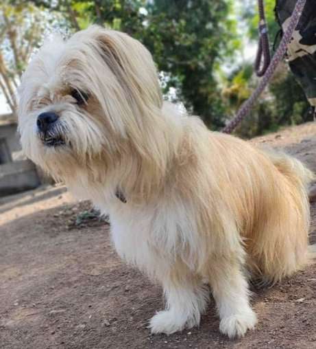 Lhasa Apso Dogs For Mating In Mumbai