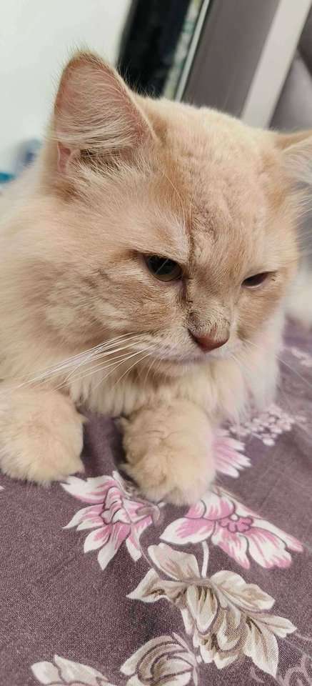 Persian Dogs For Mating In Mumbai