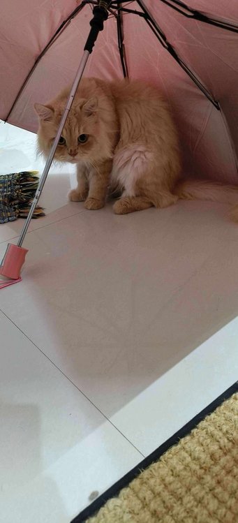 Persian Dogs For Mating In Mumbai