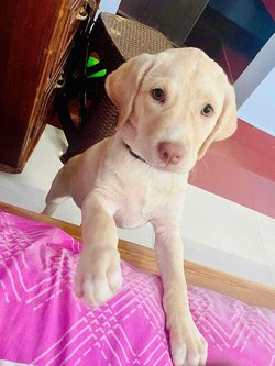 Labrador Retriever For Sale In Alleppey