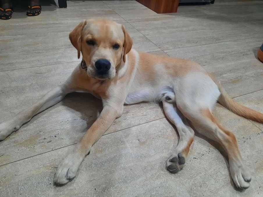 Labrador Retriever For Adoption In Vadodara