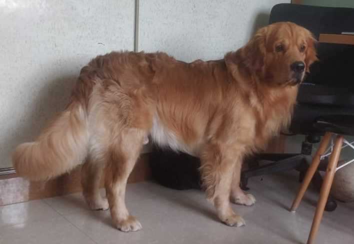 Golden Retriever Dogs For Mating In Bangalore