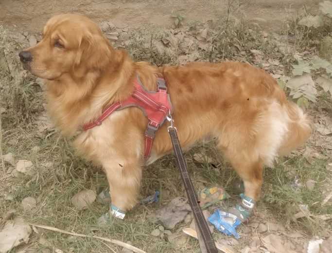Golden Retriever Dogs For Mating In Bangalore