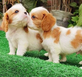 Cavalier King Charles Spaniel For Sale In Delhi
