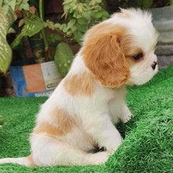 Cavalier King Charles Spaniel For Sale In Delhi