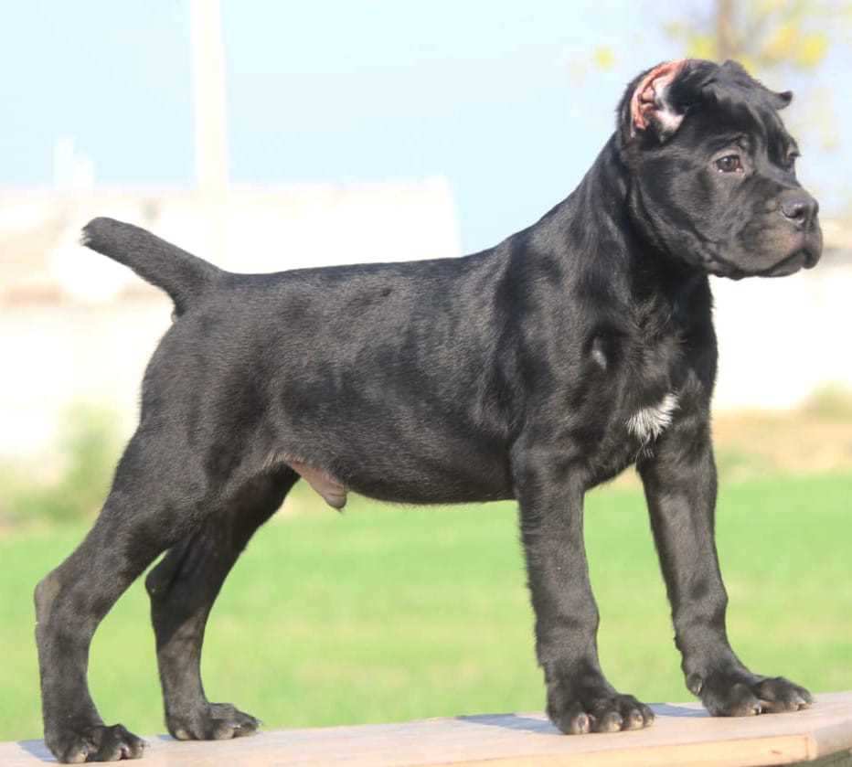 Cane Corso For Sale In Delhi