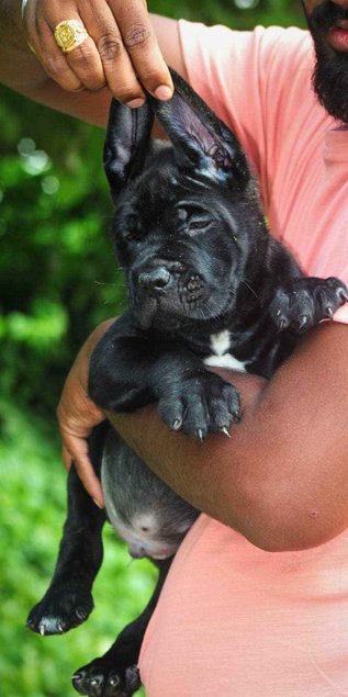 Cane Corso For Sale In Delhi