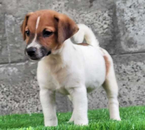 Jack Russell Terrier For Sale In Delhi