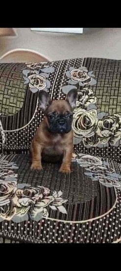 French Bulldog For Sale In Delhi