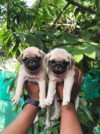 Pug For Sale In Delhi