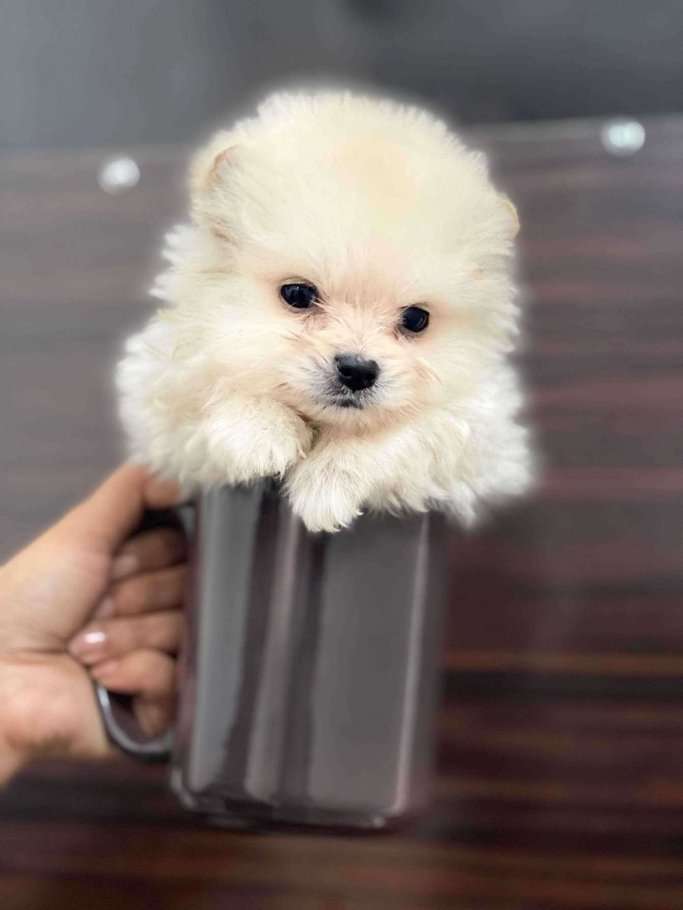 Toy Pom For Sale In Delhi