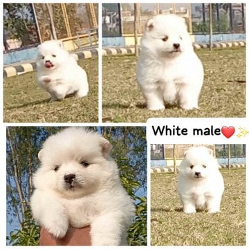 Toy Pom For Sale In Delhi