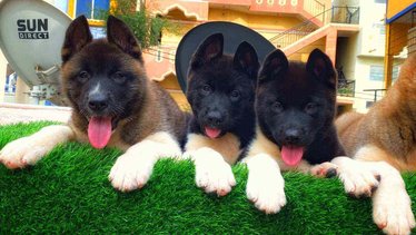 Akita For Sale In Delhi