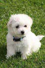 Bichon Frise For Sale In Delhi