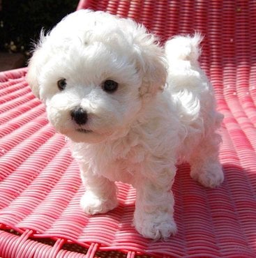 Bichon Frise For Sale In Delhi