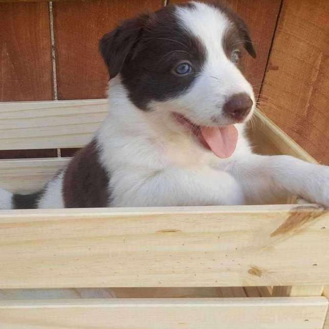 Border Collie For Sale In Delhi