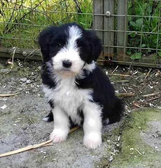Border Collie For Sale In Delhi
