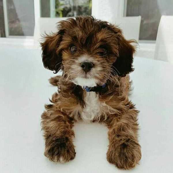 Cavapoo For Sale In Delhi