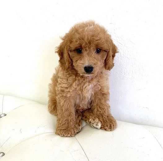 Cavapoo For Sale In Delhi