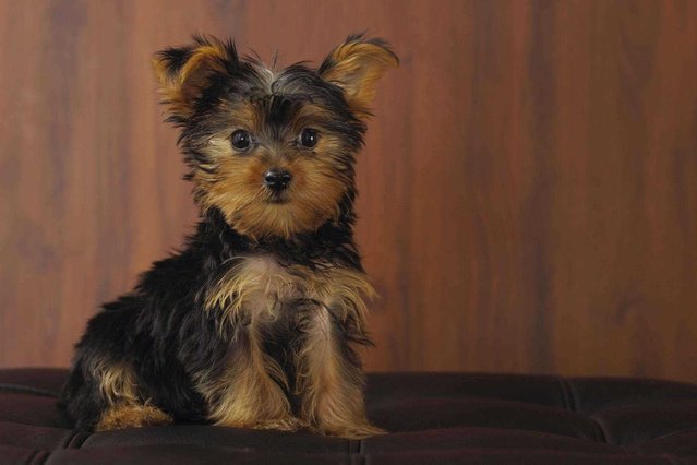 Yorkshire Terrier For Sale In Delhi
