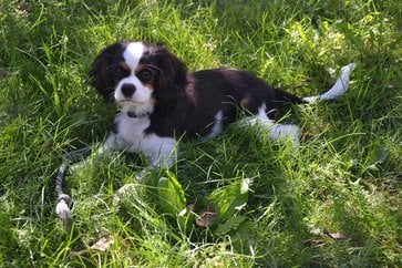 Cavalier King Charles Spaniel For Sale In Delhi