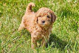 Goldendoodle For Sale In Delhi