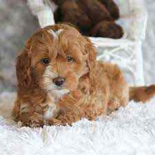 Goldendoodle For Sale In Delhi
