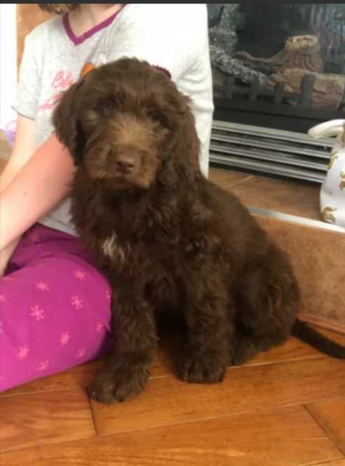 Labradoodle For Sale In Delhi