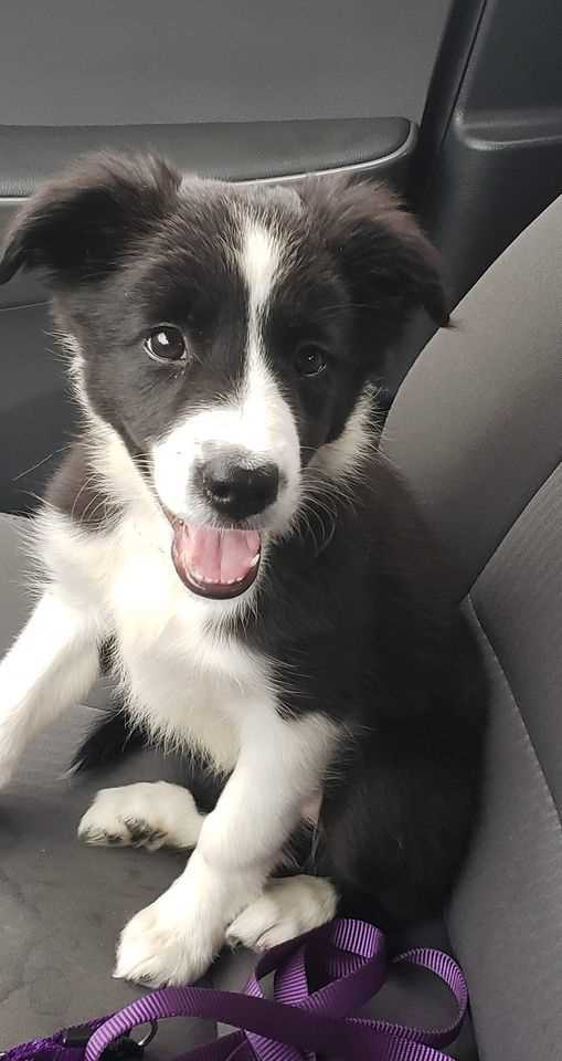 Border Collie For Sale In Chennai