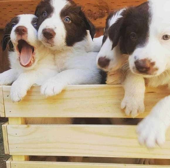 Border Collie For Sale In Chennai