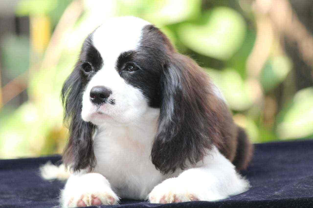 Cavalier King Charles Spaniel For Sale In Chennai