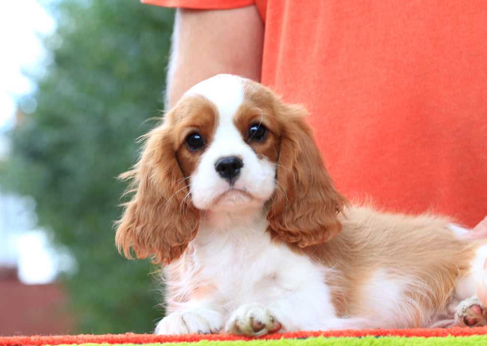 Cavalier King Charles Spaniel For Sale In Chennai