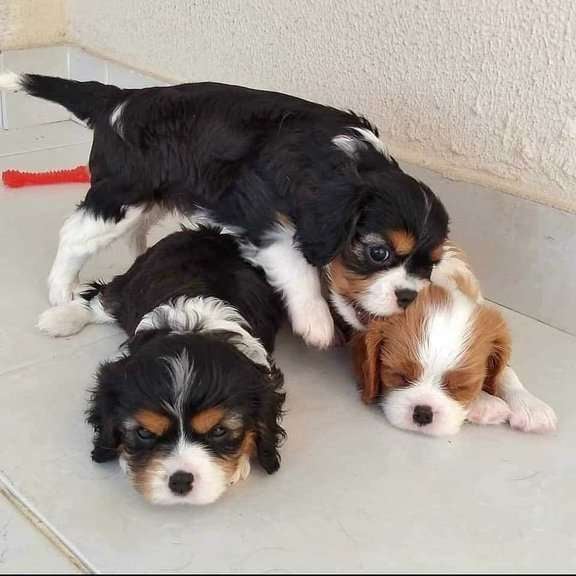 Cavalier King Charles Spaniel For Sale In Chennai