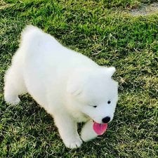 Samoyed For Sale In Delhi