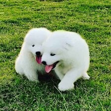 Samoyed For Sale In Delhi