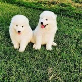 Samoyed For Sale In Delhi