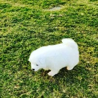 Samoyed For Sale In Chennai