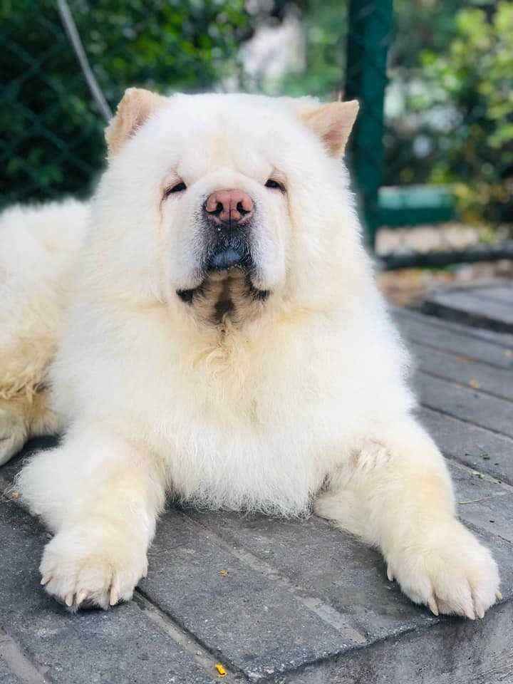 Chow Chow For Sale In Delhi
