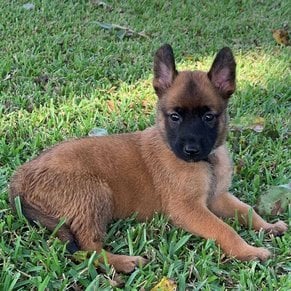 Belgian Malinois For Sale In Delhi