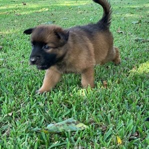 Belgian Malinois For Sale In Delhi