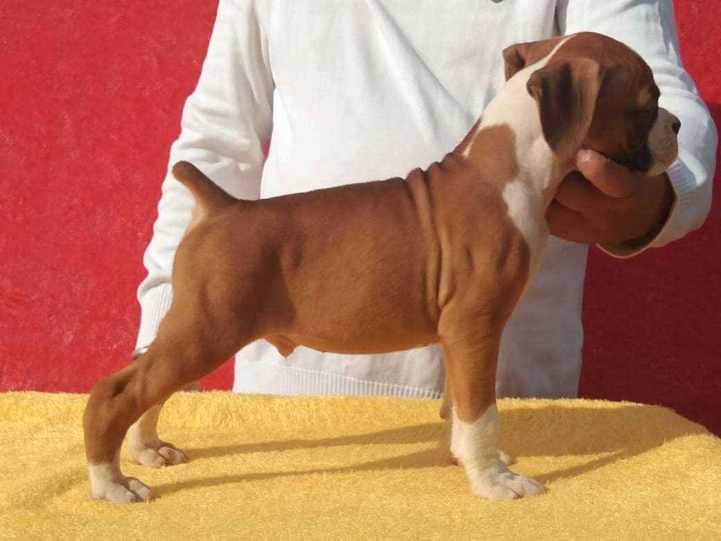 Boxer For Sale In Delhi