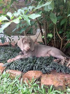 Weimaraner For Sale In Delhi