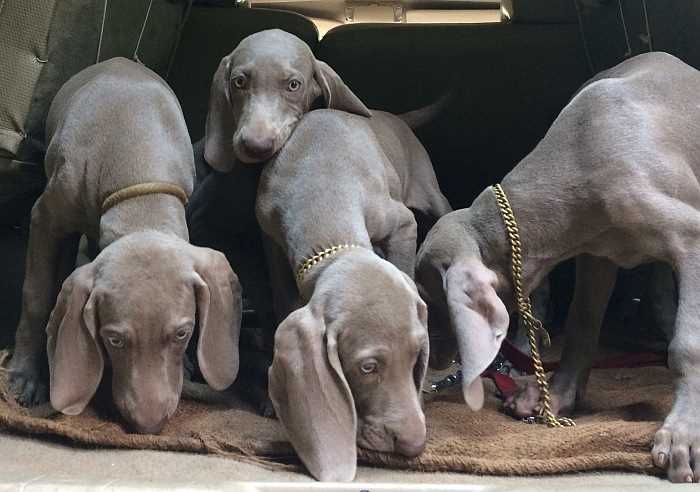 Weimaraner For Sale In Delhi