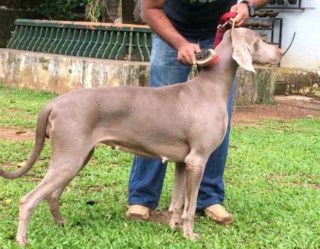 Weimaraner For Sale In Delhi