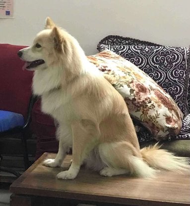 Pomeranian Dogs For Mating In Hyderabad