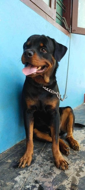 Rottweiler Dogs For Mating In Thiruvananthapuram