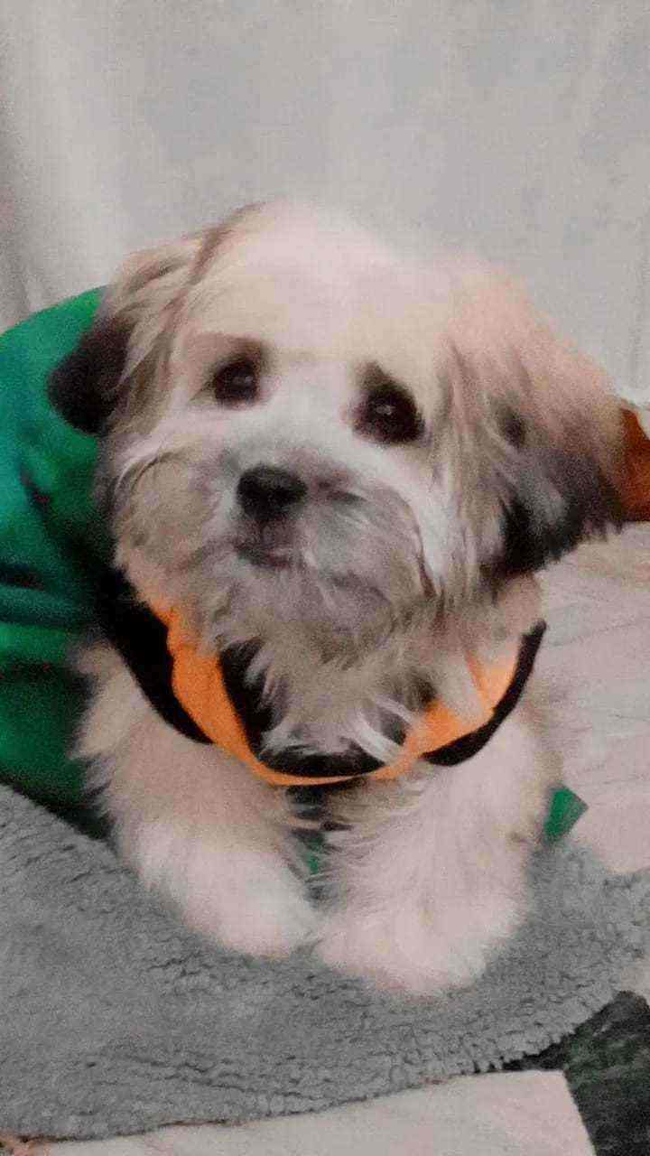Lhasa Apso For Sale In Lucknow